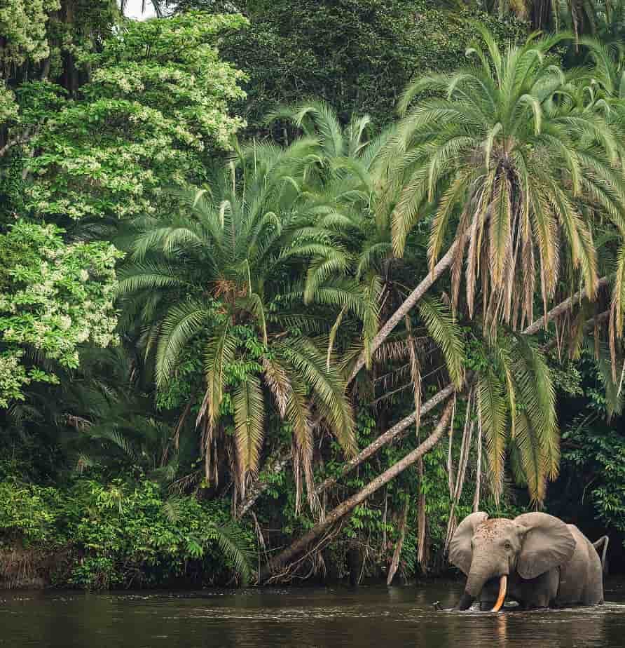 Congo