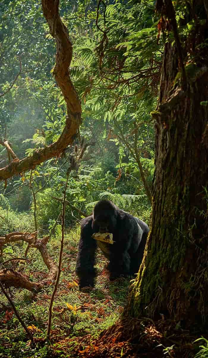 eSIM data plans for Gabon