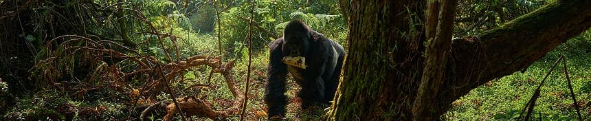eSIM data plans for Gabon