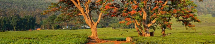 eSIM data plans for Malawi