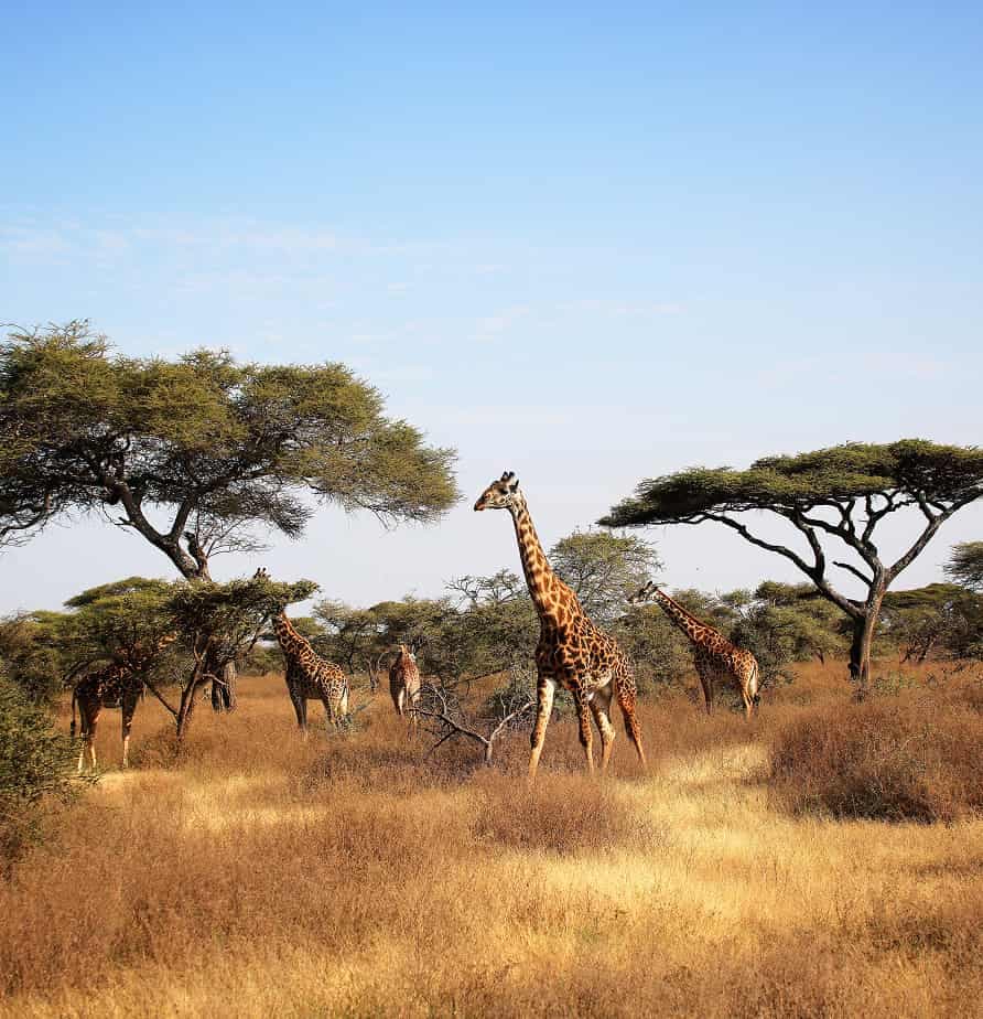 Tanzania