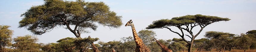eSIM data plans for Tanzania